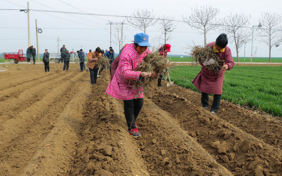 种植艾草有前景吗,艾草种植前景和亩产效益分析