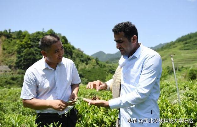 陕西“洋博士”：留学7年“学种地”，走红新华社、人民日报