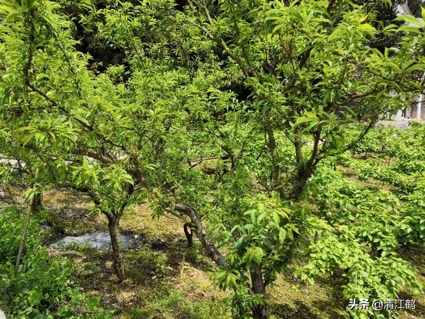 保果肥的最快解决方法,贪吃一口竟然带来这样的后果