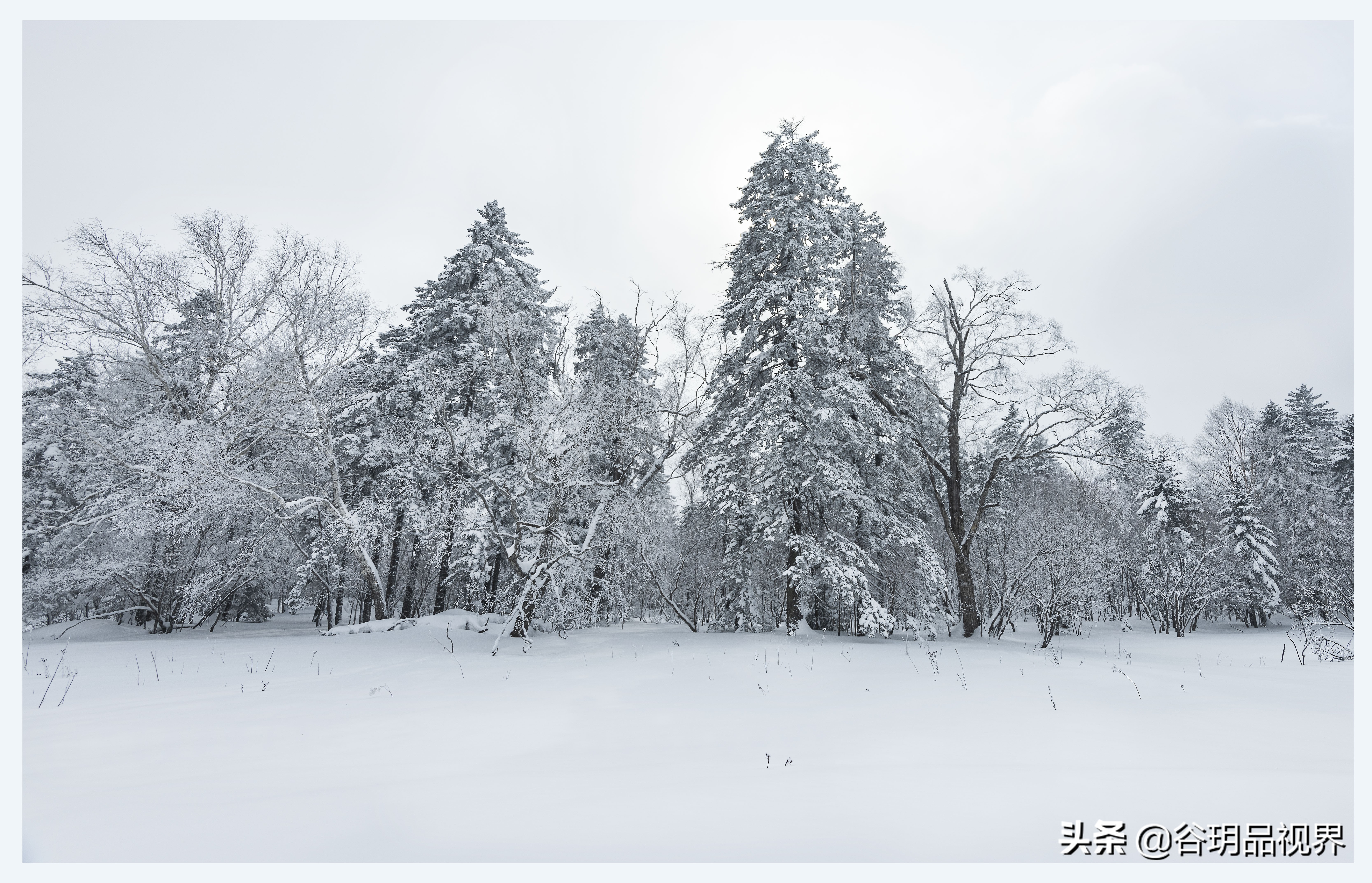 近距离拍摄雾凇视频,林海雪原拍摄照片