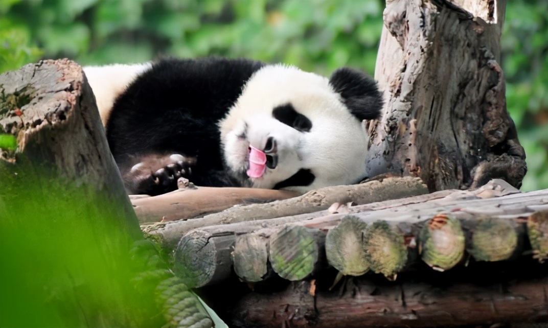 中考数学压轴题相似三角形,折叠相似三角形问题