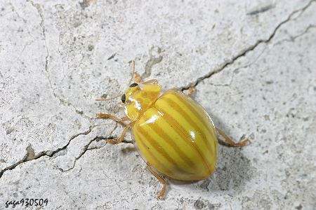瓢虫是甲虫吗,瓢虫与甲虫形态的主要区别