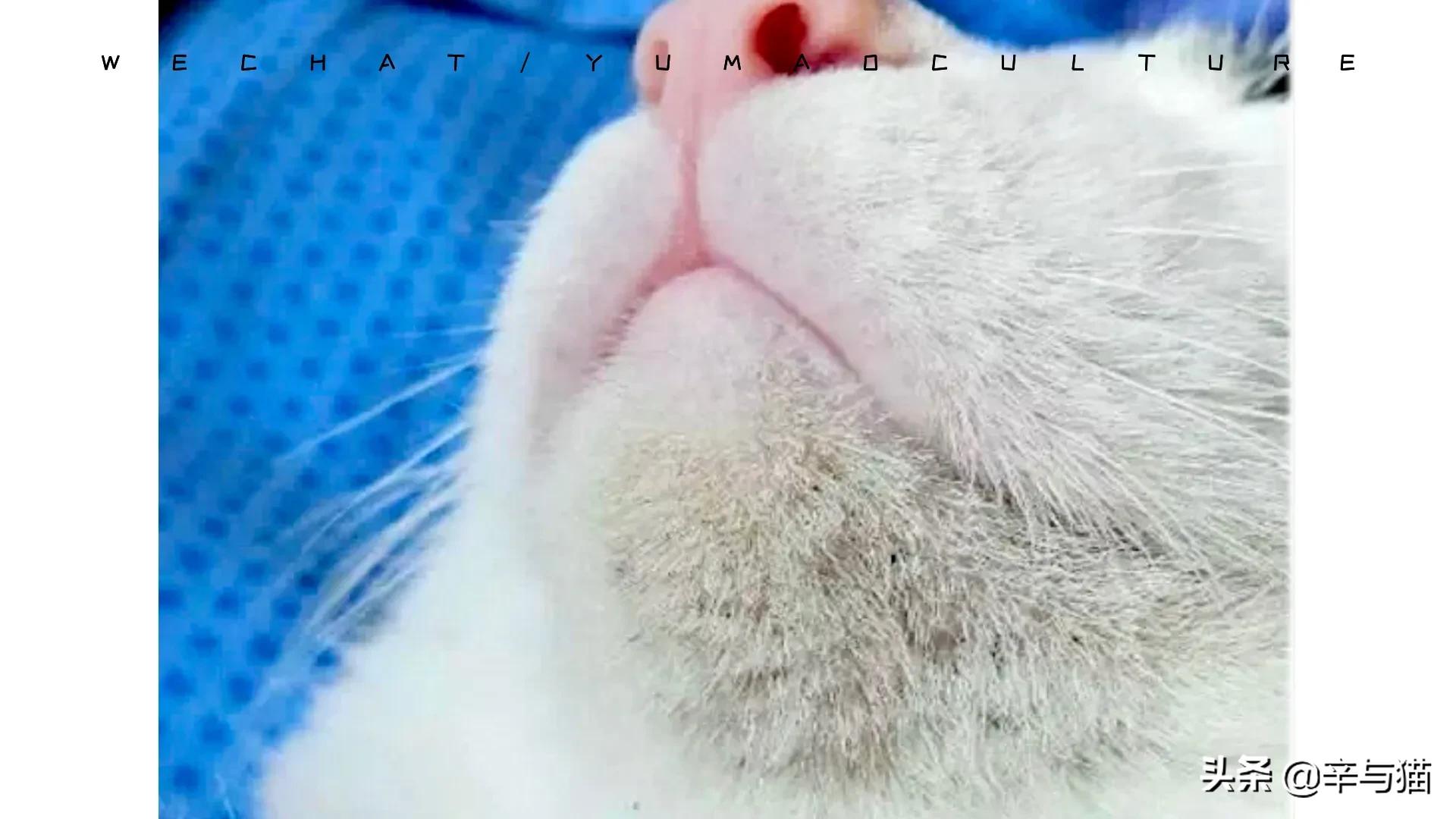 猫咪黑下巴原因及解决办法,猫咪黑下巴能剃下巴毛吗