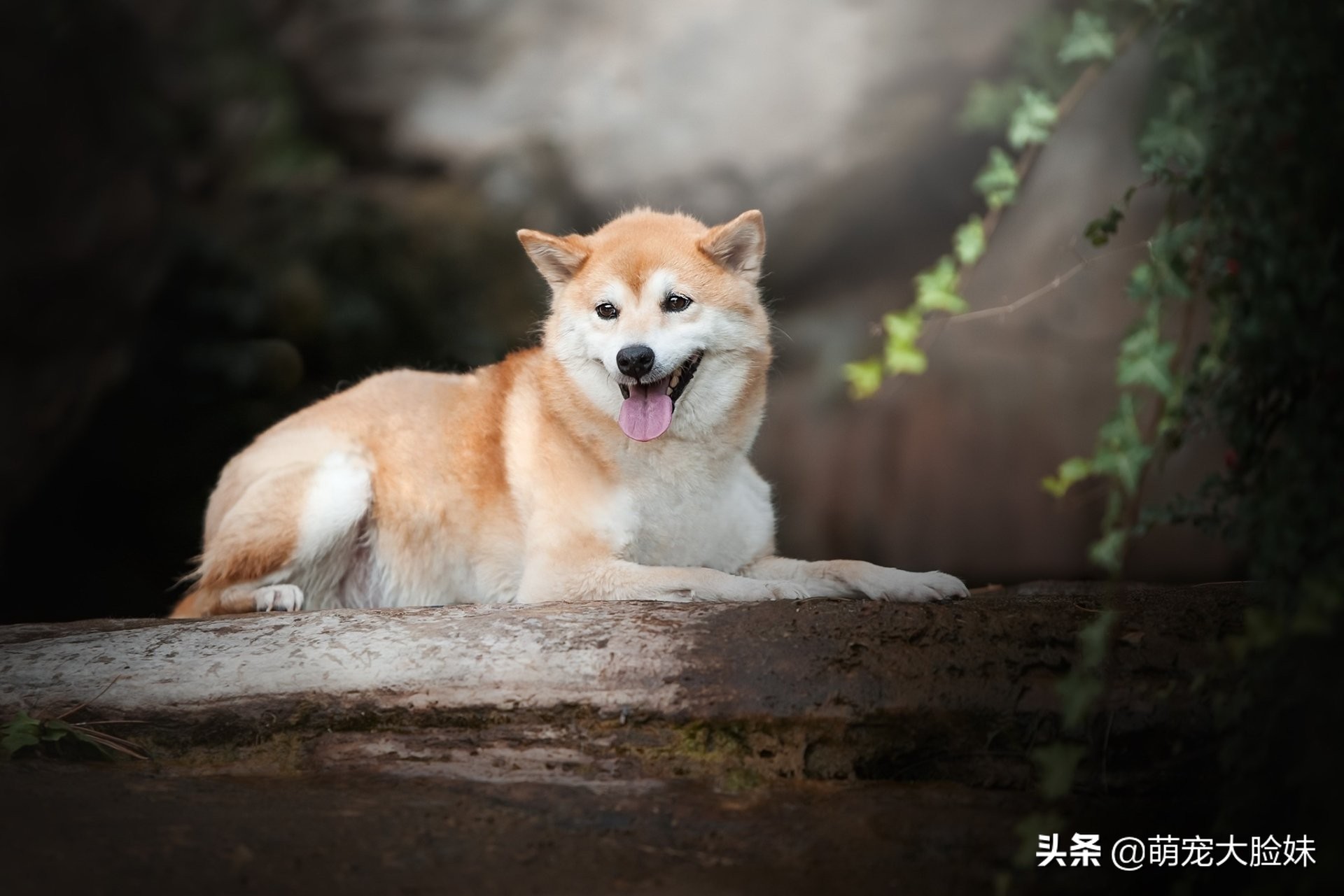 十二星座适合养什么宠物狗,十二星座最喜欢什么样的宠物狗