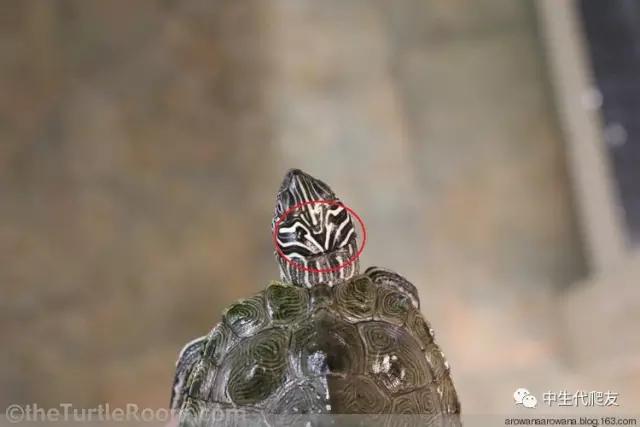 正宗的地图龟,史上最差的地图龟