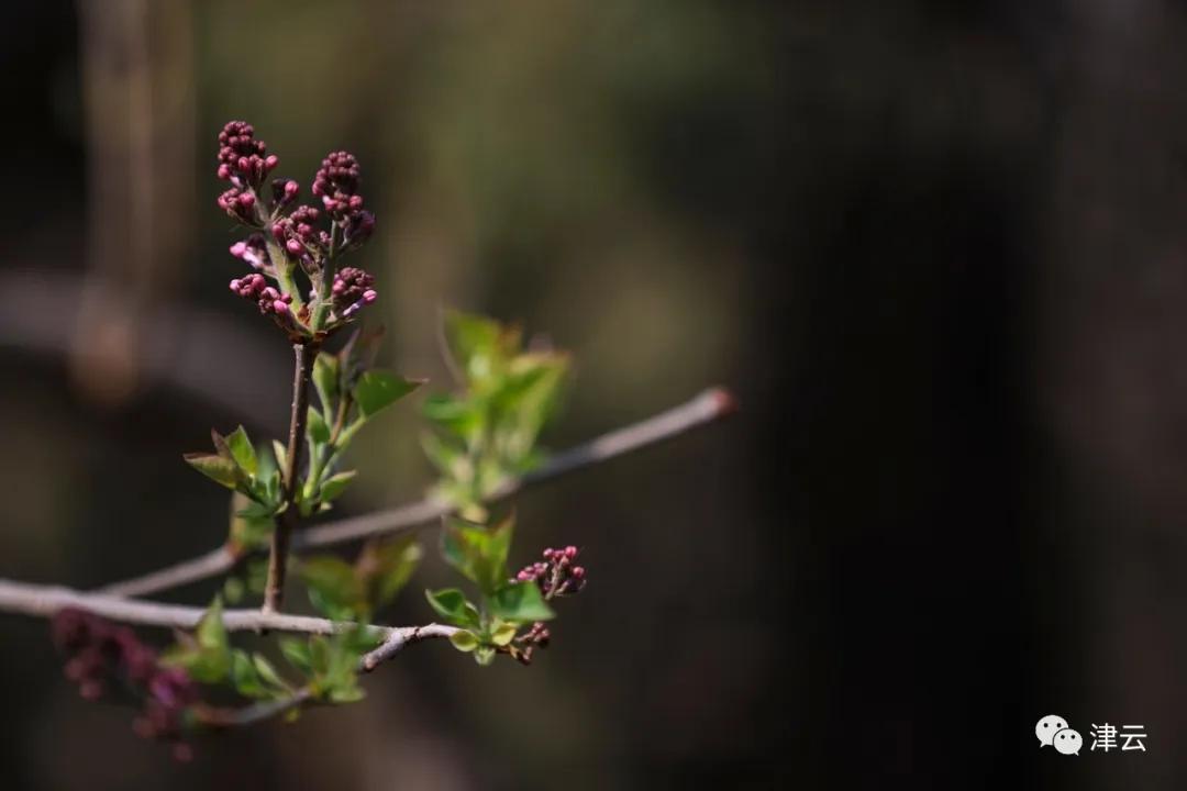 天津2022年四月开放的公园,期待天津这里将再添一片绿洲