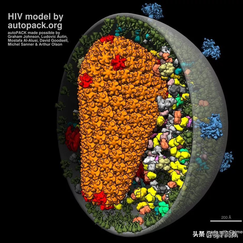 猫口炎就是猫艾滋吗,猫得了猫艾滋治不好怎么办