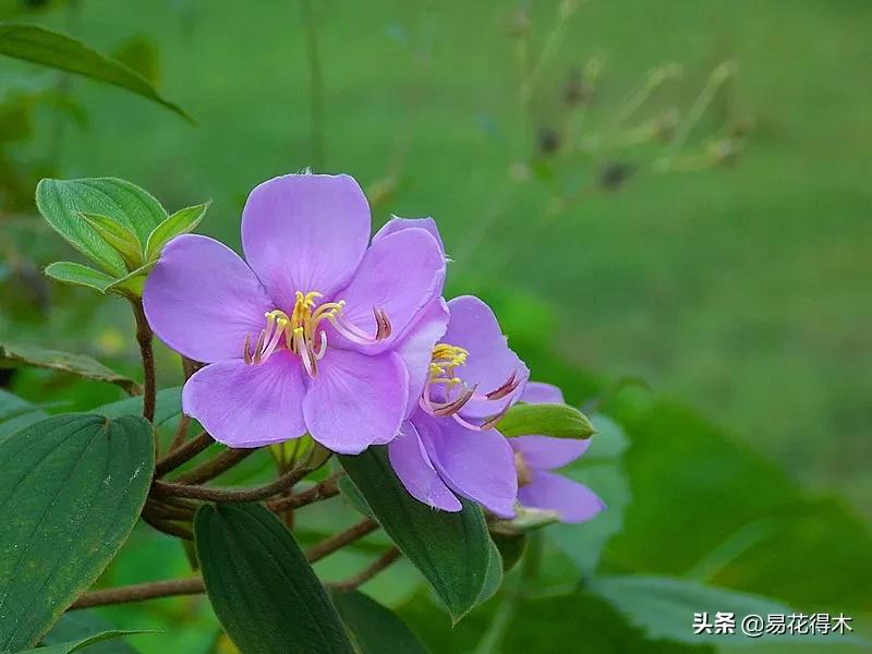 牡丹和观赏牡丹区别,牡丹的形态特征与什么花不同