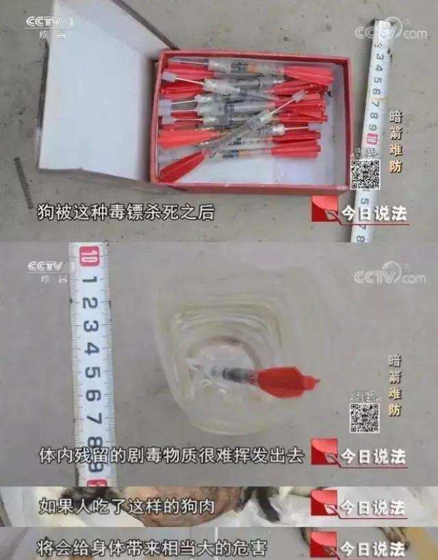 中国禁止食猫狗的城市,对深圳立法禁食猫狗的官方评论
