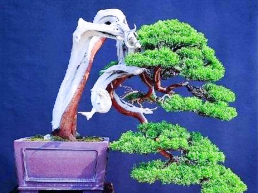 柏树舍利干涂石硫合剂多久涂一次,柏树盆景剥舍利干方法