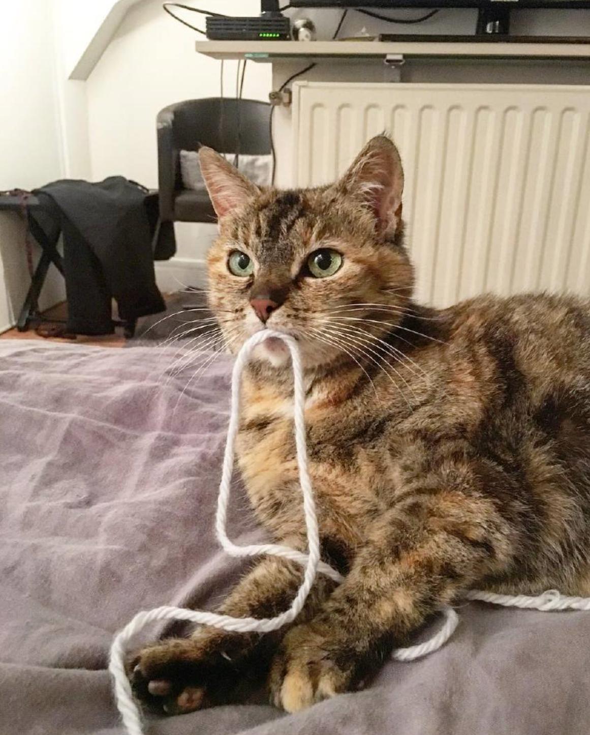 怎么样才能避免猫咪咬数据线,头疼猫咪