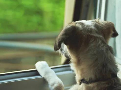 狗的自述,一只狗的自述翻唱