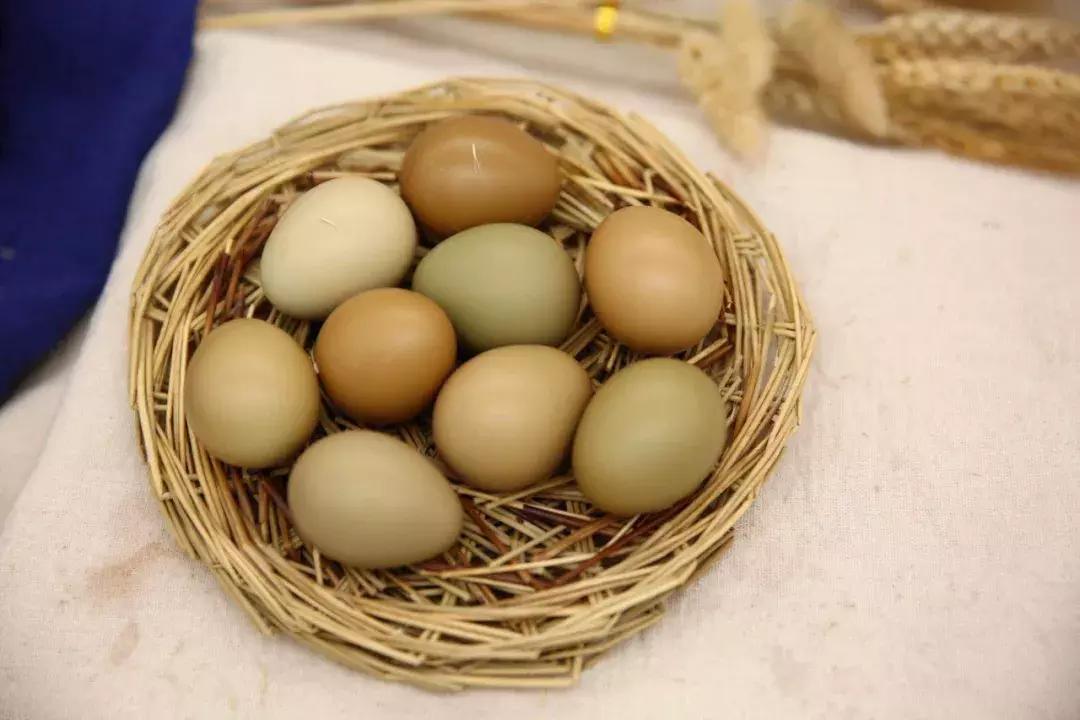 野鸡蛋都在哪里,野鸡蛋和鸡蛋哪个好