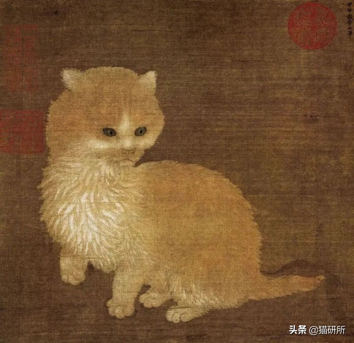 各种花色的猫在古代怎么称呼,猫咪在古代有哪些称呼呢