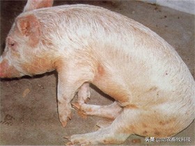 猪场10种常见疾病的症状以及用药防治方案