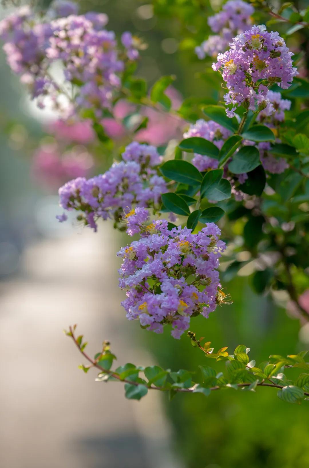 在济南花式避暑，一见“清”心！只需一瞥，便足以把酷夏原谅…