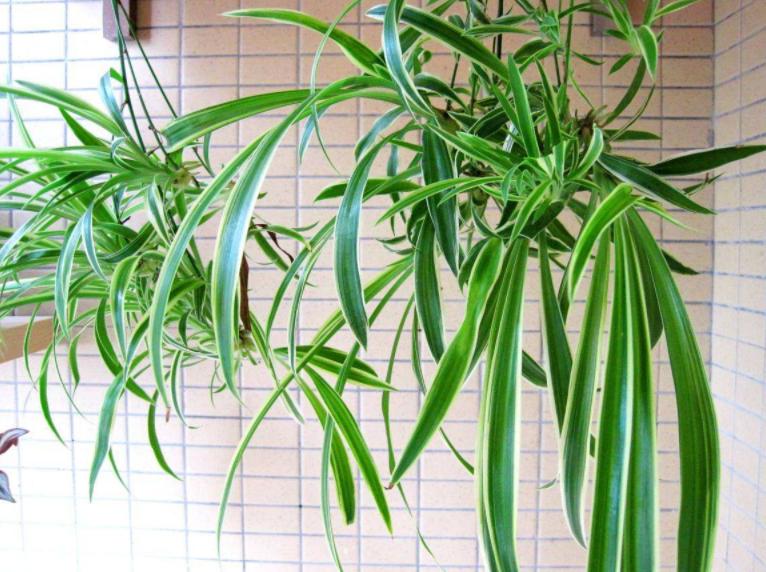 吊兰,是喜阴还是向阳,很多人弄错了,难怪总爱黄叶