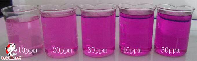 渔友张哥小视频,新鱼缸养锦鲤鱼正确的方法和技巧