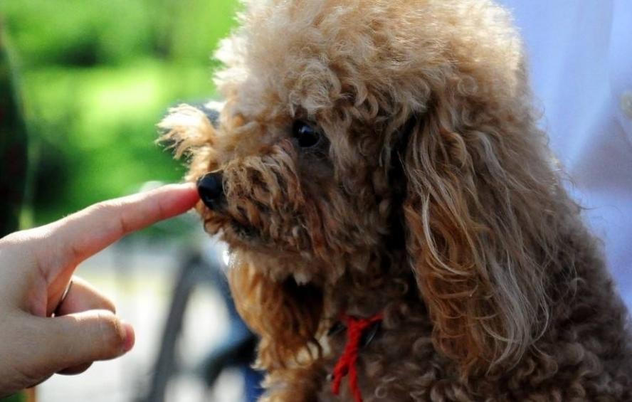 贵宾犬面对主人哭泣时的几种表现,贵宾犬忠诚于你的5大表现是什么