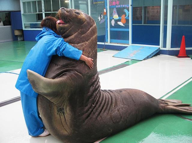 动物体形太大糗事多，海豹小媳妇被压出血，斑鬣狗洞房仅8秒