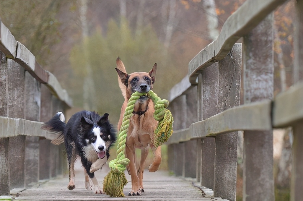 边牧的性格和特征,边牧突然性格大变想咬人