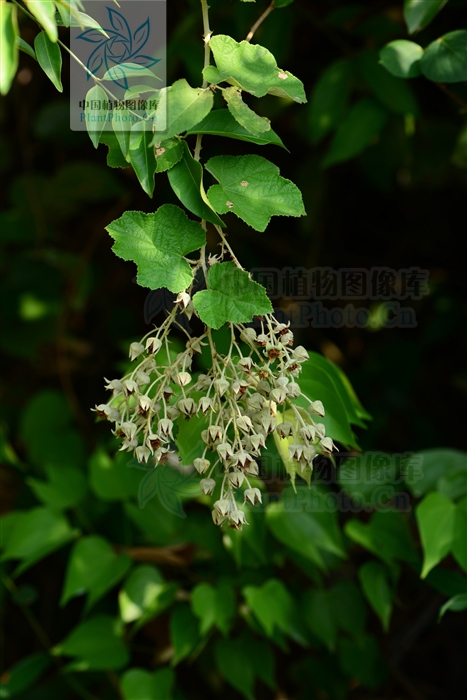 蓬蘽和覆盆子一样功效吗,蓬蘽可以当草药吗