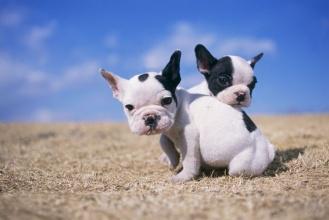 法国斗牛犬品相排名,法国斗牛犬的标准体型是什么