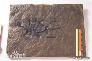 乌龟为什么会进化出龟壳？其实并不是为了防御.