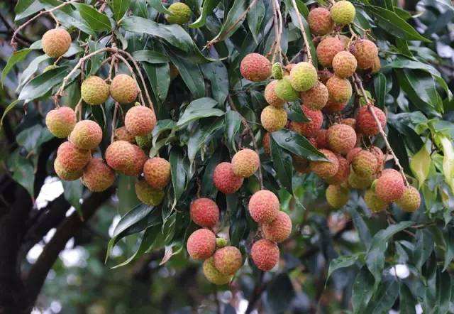 常见荔枝的区别与口感,荔枝是籽小的好还是籽大好