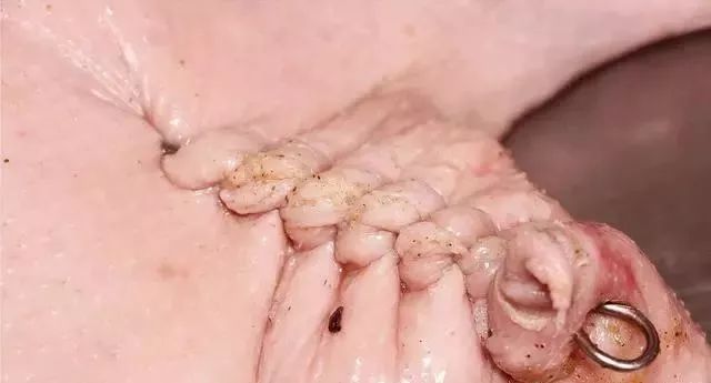 烧鹅技术大全视频,学烧鹅技术