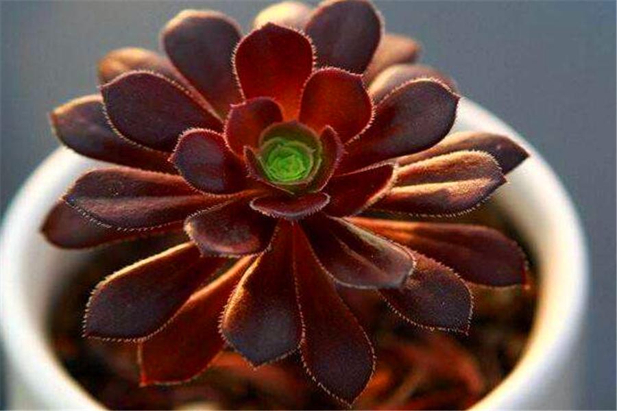 想让多肉出颜色,想让多肉快速上色