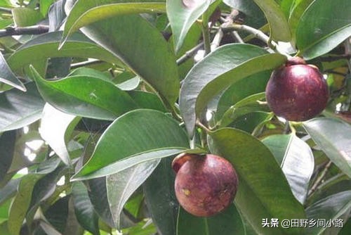 山竹种植方法全过程,山竹栽培技术要点有哪些