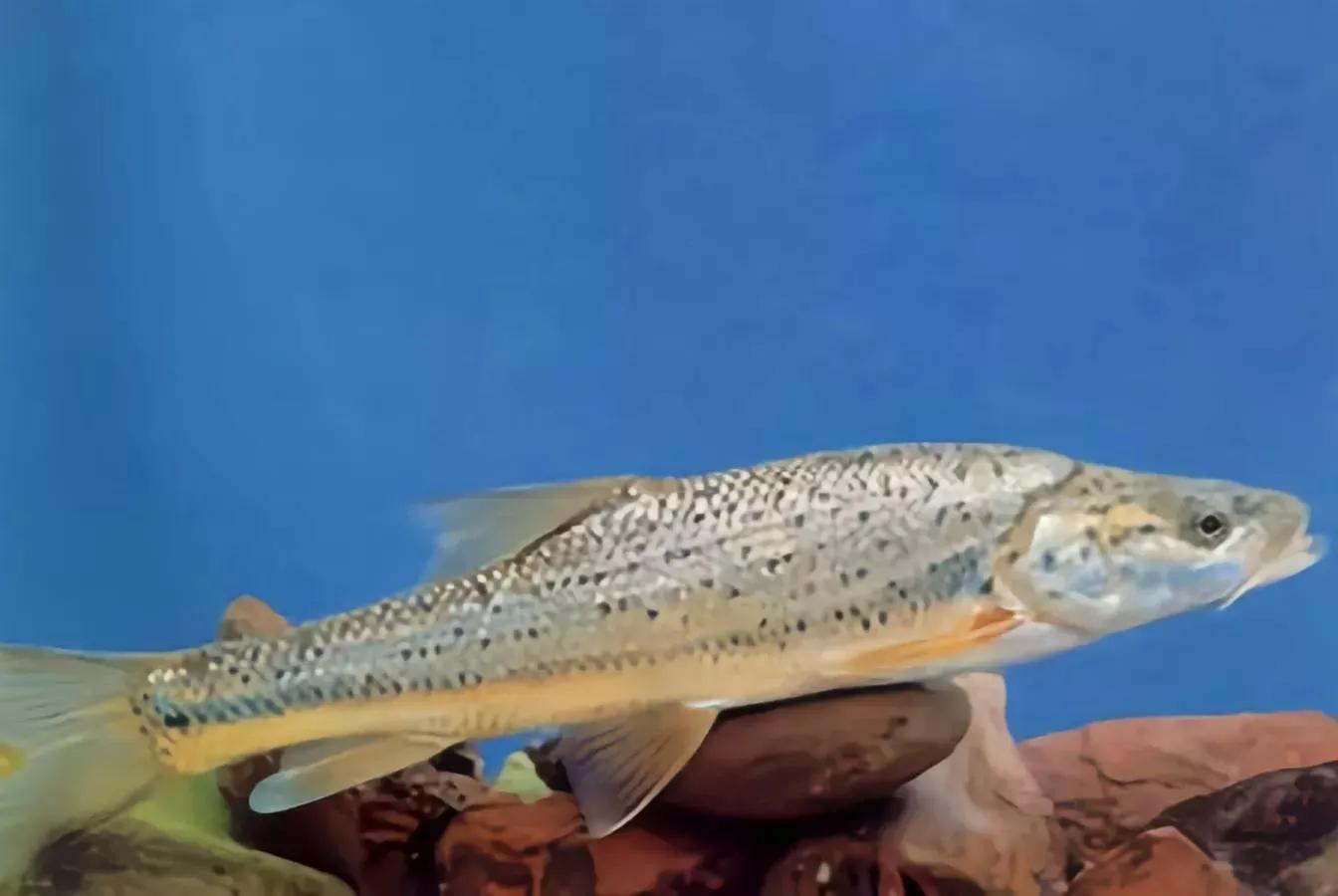 野钓常碰到的鱼有哪些品种,钓鱼必须要知道的四种常见鱼