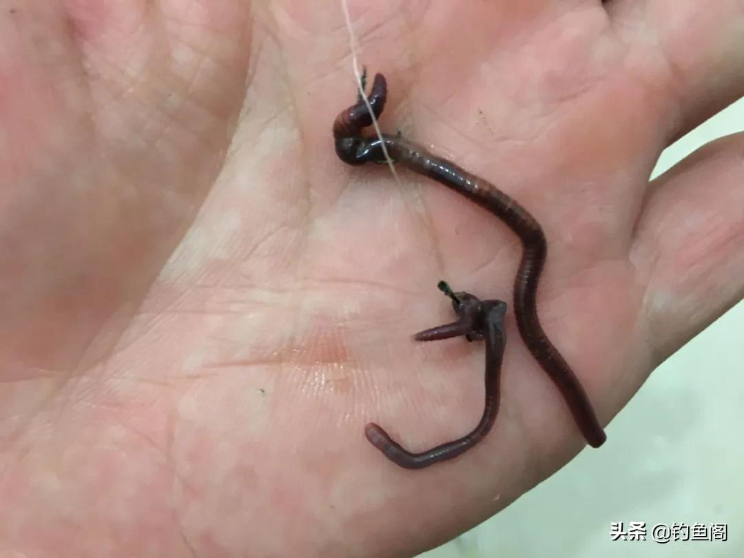 为什么老窝子鱼越钓越小,窝里的鱼越钓越没口怎么回事