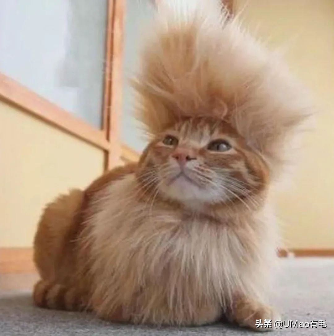 猫咪特别小如何分辨它是不是矮脚,什么小猫咪又乖又掉毛少