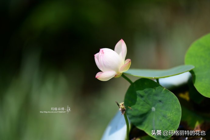 我的碗莲种子,碗莲的种植方法新手必看