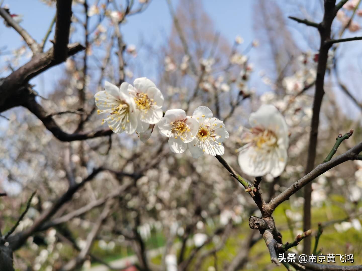 南京梅花山赏梅花的最佳时节,南京梅园梅花什么时候开
