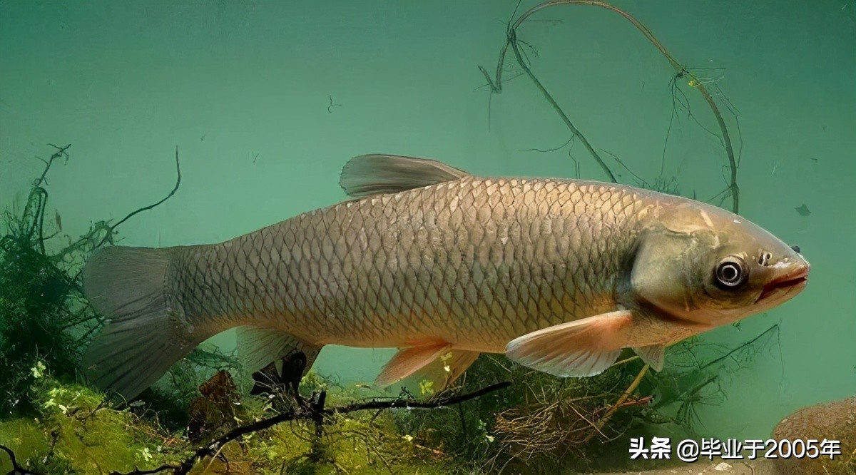 大连旅顺野钓淡水鱼的地方,大连近海常见鱼类图鉴