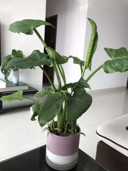 白掌与马蹄莲的区别是什么呢,白掌和马蹄莲是一种花吗图片