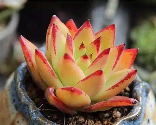 新手养多肉的方法和技巧视频,要想多肉养得又肥又大用什么方法