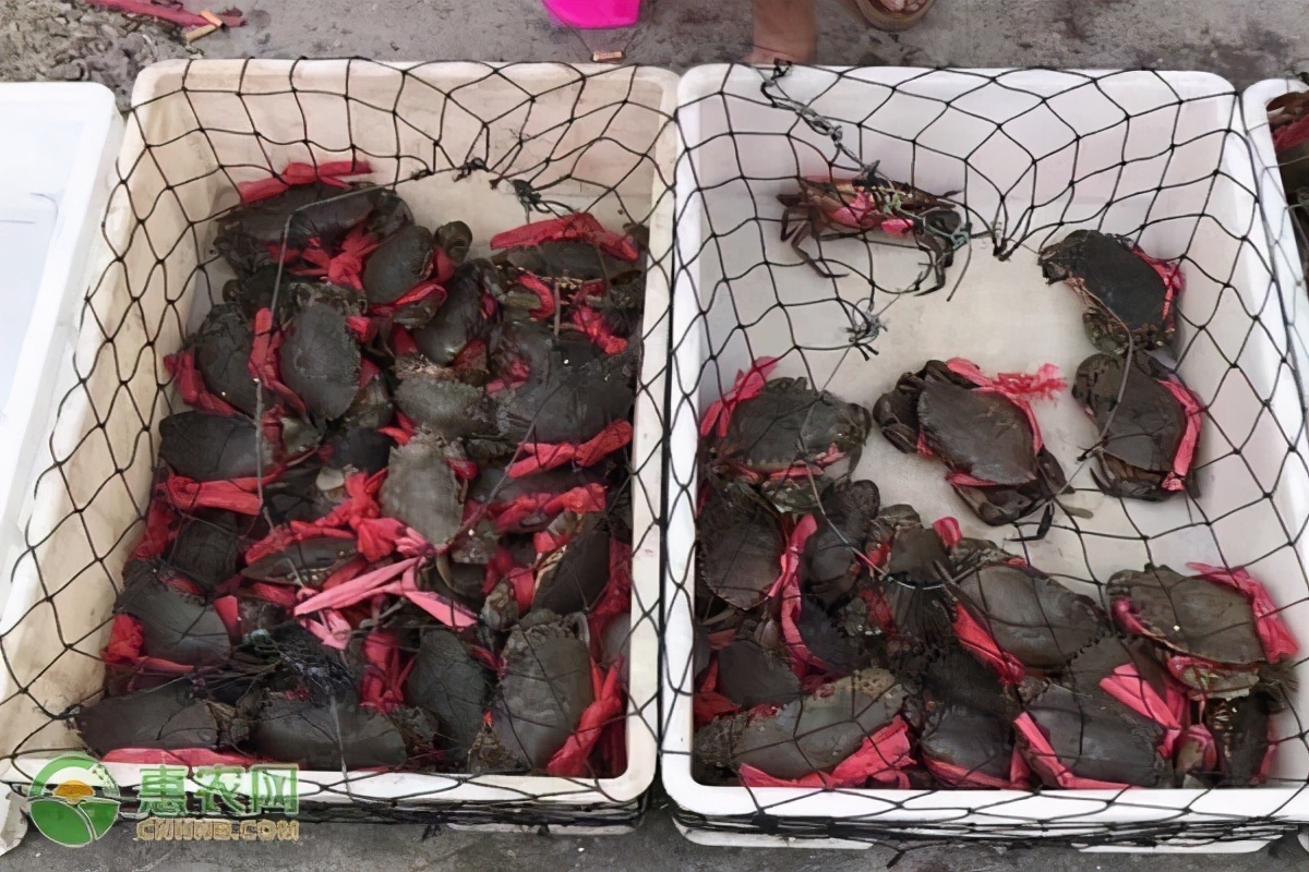 过年大闸蟹要多少钱一斤,大闸蟹一般多少钱一斤呢