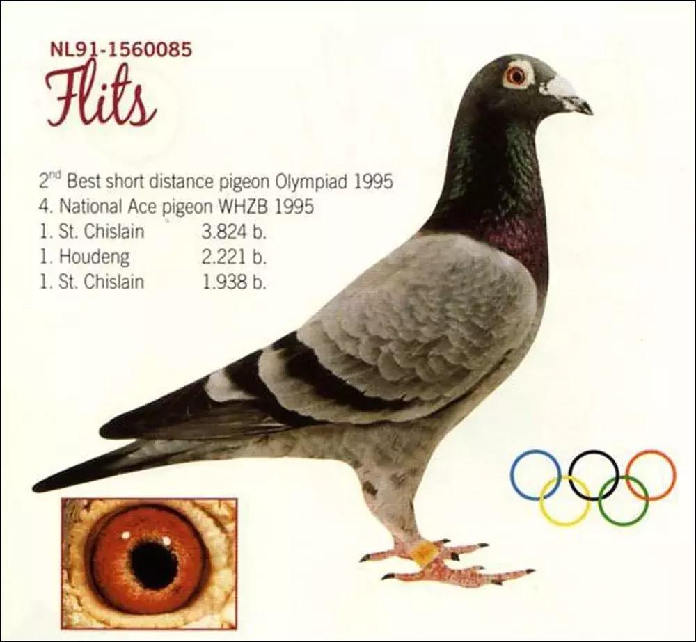 赛鸽要什么样的鸽子才好,养鸽子选什么品种的鸽子最好