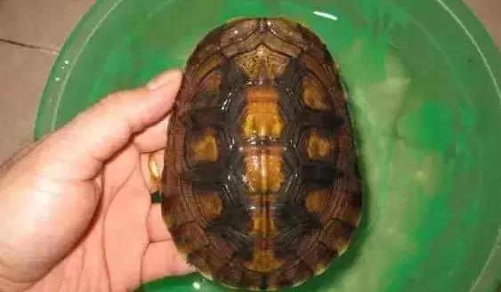 三线闭壳龟和潘氏闭壳龟区别,金头闭壳龟和三线闭壳龟同池