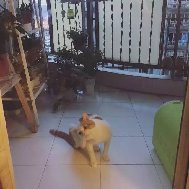 她救下一只得皮肤病脾气巨差的猫咪，花了两个月变身软萌美喵