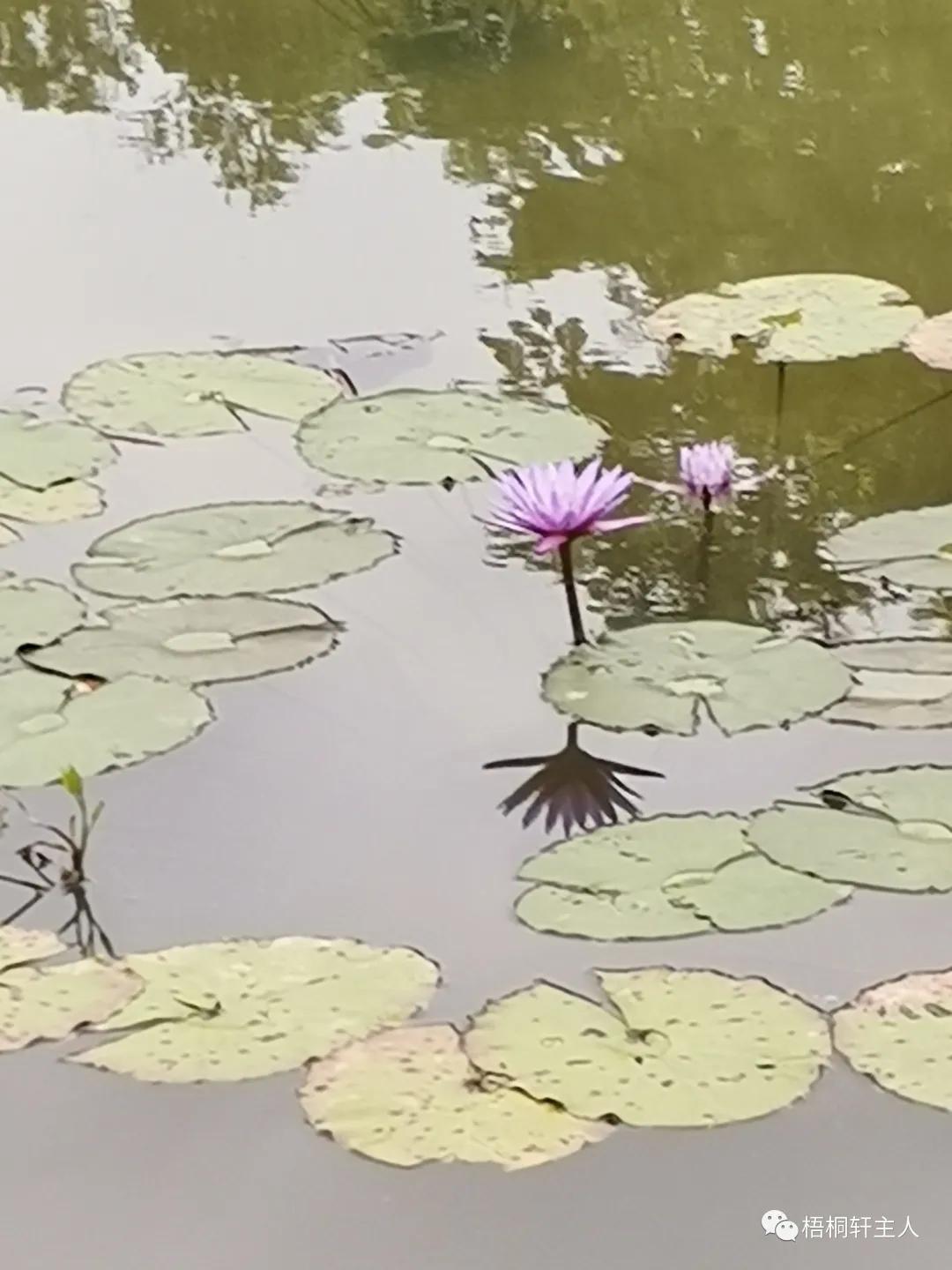 五彩斑斓秋之美,最美广州秋