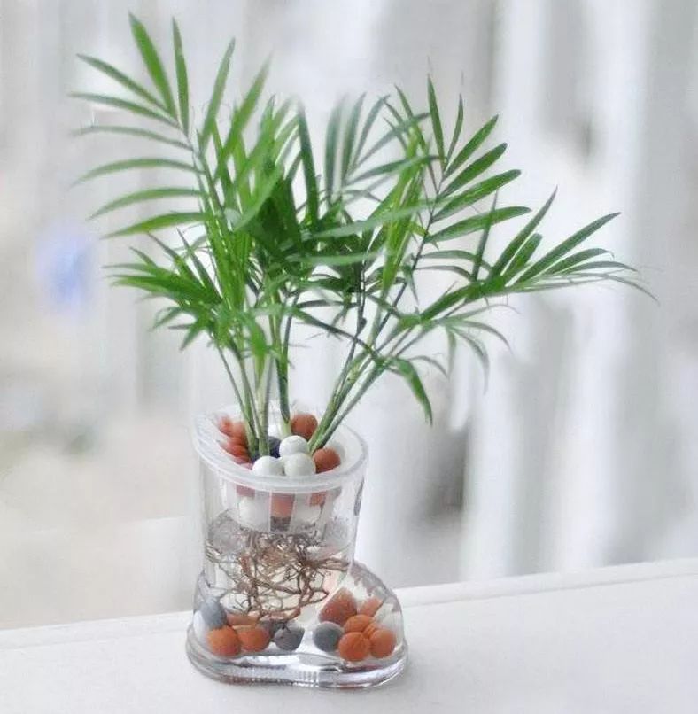 袖珍椰子最佳观赏期,阳台袖珍椰子