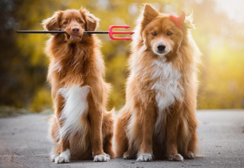 狗狗交配后竟转头就跑？背后真相有这些