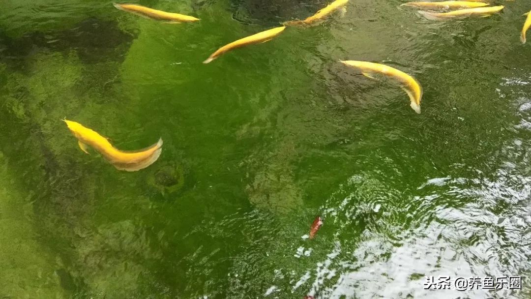 这位土豪家的渔场,光滤材就花了500多万,你确定不要见识一下?