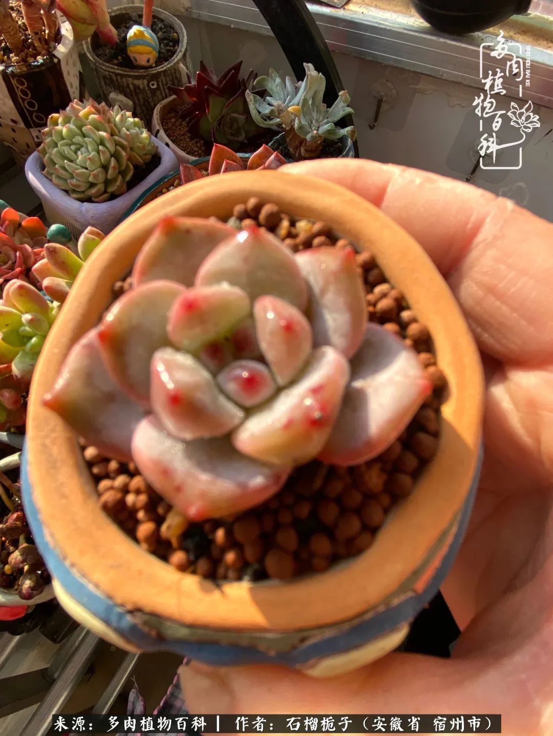 治愈系多肉：何以解忧，唯有多肉