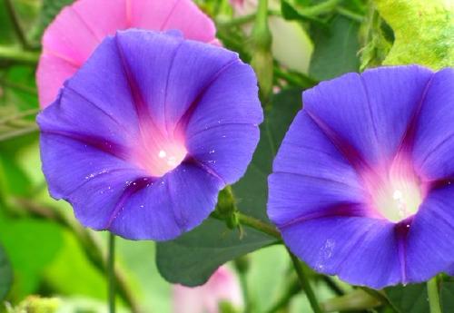 牵牛花小盆栽种植教程视频,牵牛花喇叭花怎么种